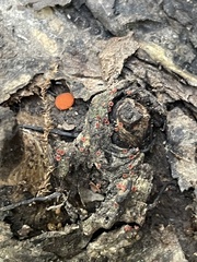 Scutellinia