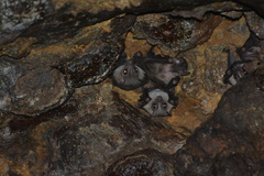 Rousettus leschenaultii