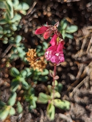 Penstemon newberryi