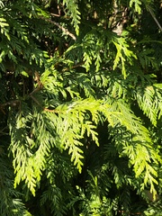 Thuja plicata