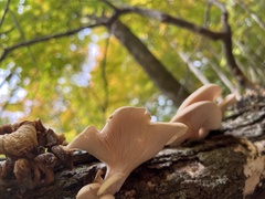 Pleurotus populinus