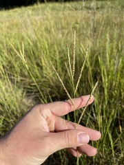 Paspalum wrightii