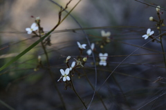 Stylidium piliferum