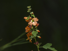Sphaeralcea fendleri