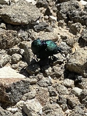 Cysteodemus wislizeni