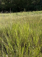Paspalum wrightii