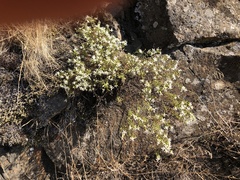 Ericameria resinosa