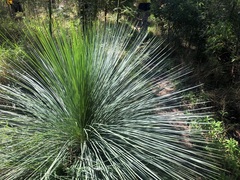 Xanthorrhoea glauca