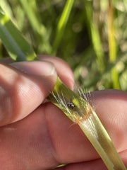 Paspalum wrightii