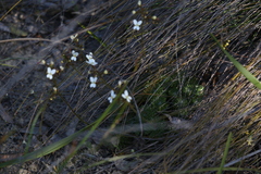 Stylidium piliferum