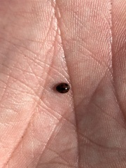 Coccinellidae