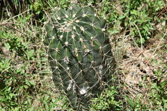 Echinopsis rhodotricha