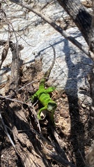 Ctenosaura hemilopha