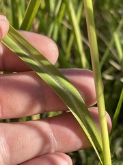 Paspalum wrightii