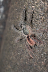 Psalmopoeinae