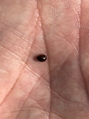 Coccinellidae