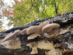 Pleurotus populinus