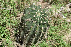 Echinopsis rhodotricha
