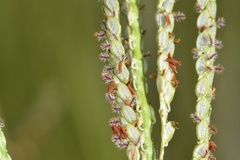 Paspalum wrightii