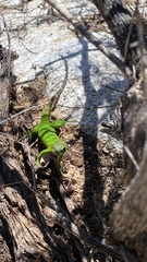 Ctenosaura hemilopha