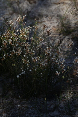 Lysinema