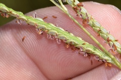 Paspalum wrightii