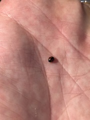 Coccinellidae