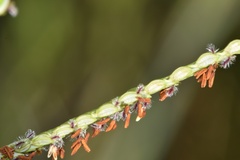 Paspalum wrightii