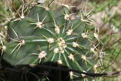 Echinopsis rhodotricha