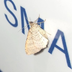 Costaconvexa centrostrigaria