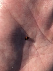 Coccinellidae