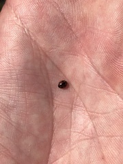 Coccinellidae