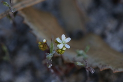 Drosera micrantha