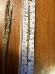 Paspalum wrightii