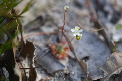 Drosera micrantha