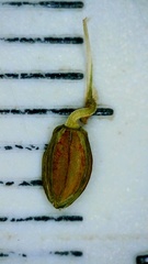 Paspalum wrightii