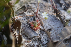 Drosera micrantha