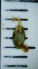 Paspalum wrightii