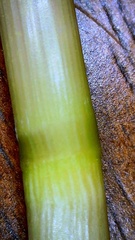 Paspalum wrightii