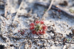 Drosera micrantha
