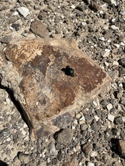 Cysteodemus wislizeni