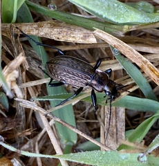 Carabus granulatus