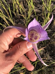 Calochortus macrocarpus