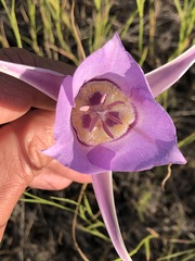 Calochortus macrocarpus