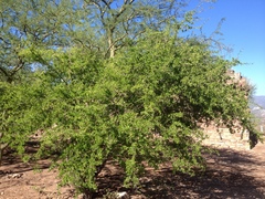 Sarcomphalus pedunculatus