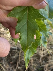 Acer ginnala