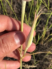 Calochortus macrocarpus
