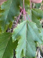 Acer ginnala