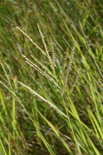 Paspalum wrightii Hitchc. & Chase