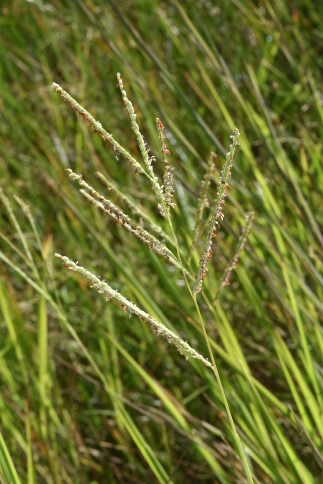 Paspalum wrightii